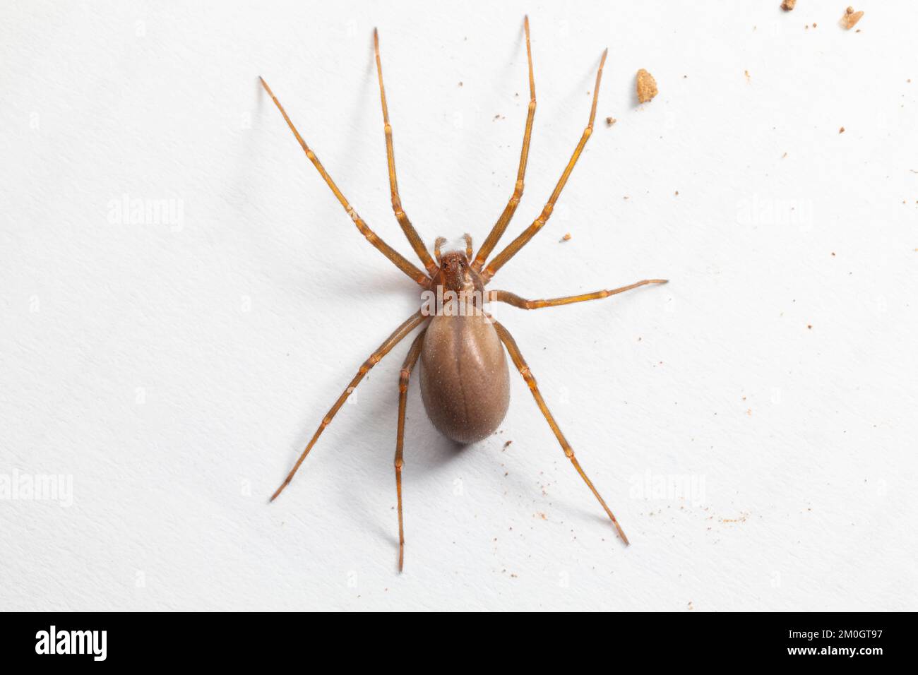 Araignée brune reclassification femelle - Arachnide toxique Banque D'Images