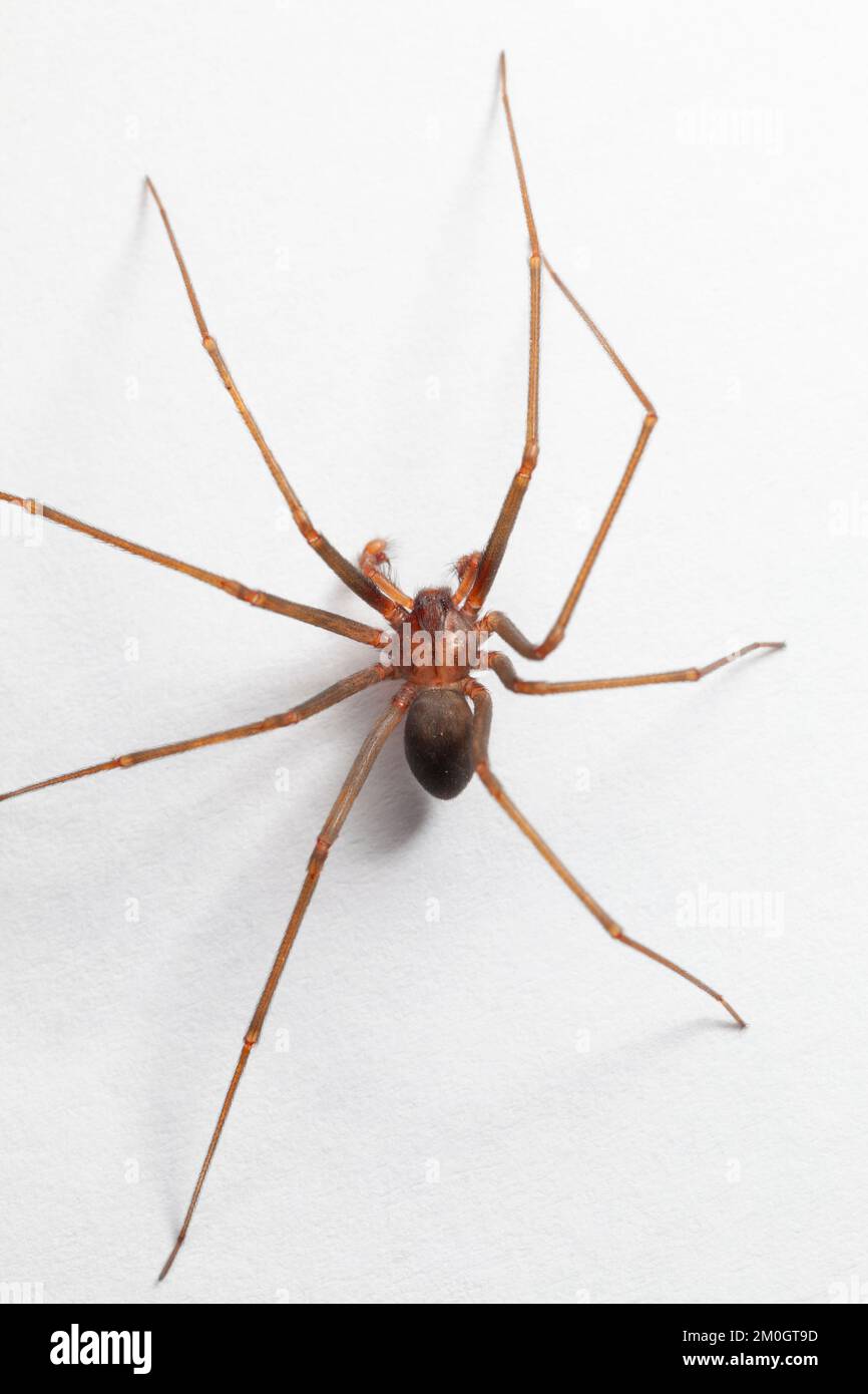 Araignée brune de reclassification mâle - Arachnide toxique Banque D'Images
