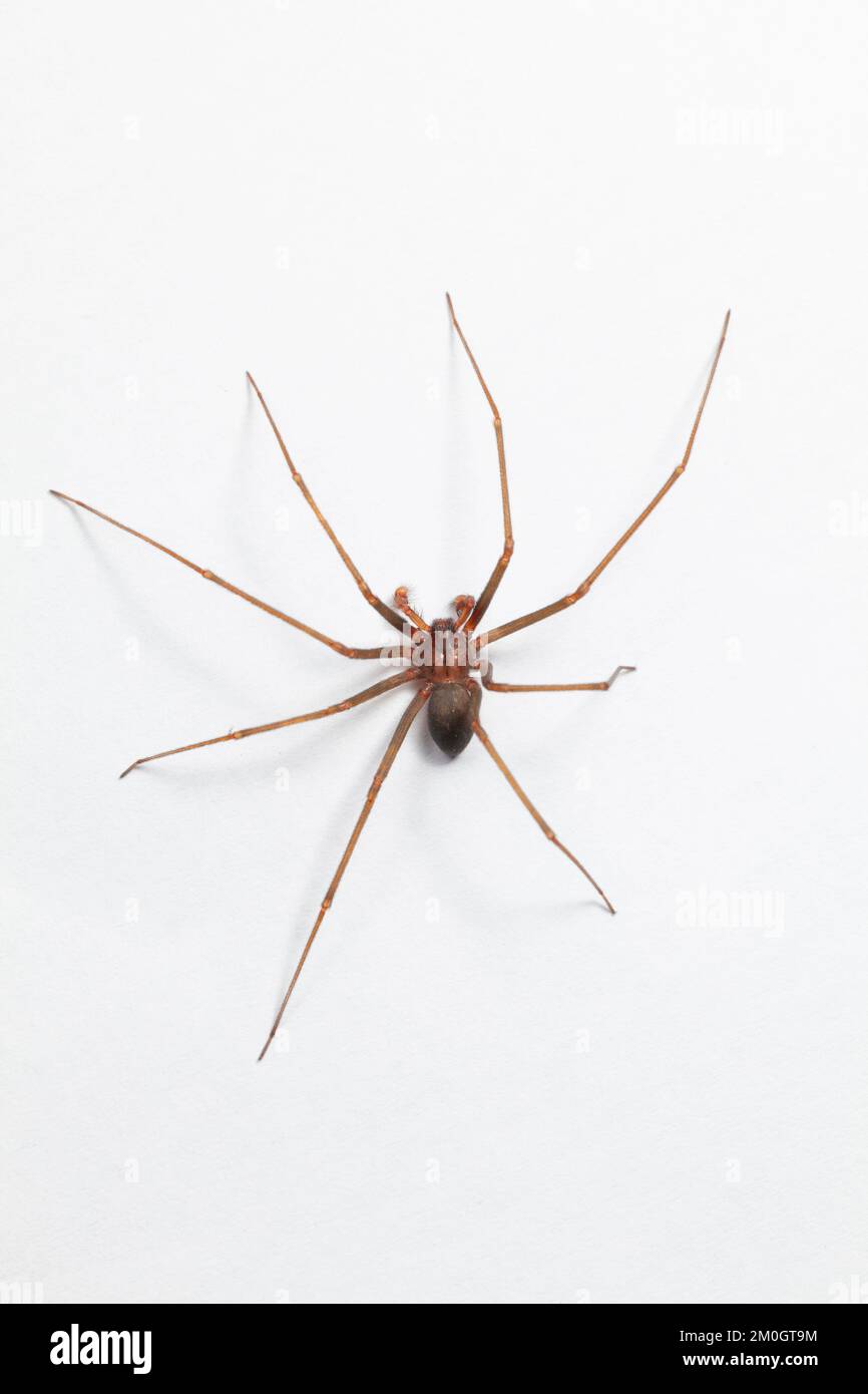 Araignée brune de reclassification mâle - Arachnide toxique Banque D'Images