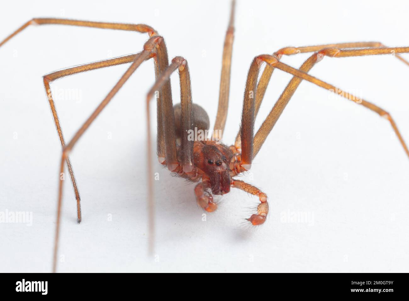 Araignée brune de reclassification mâle - Arachnide toxique Banque D'Images