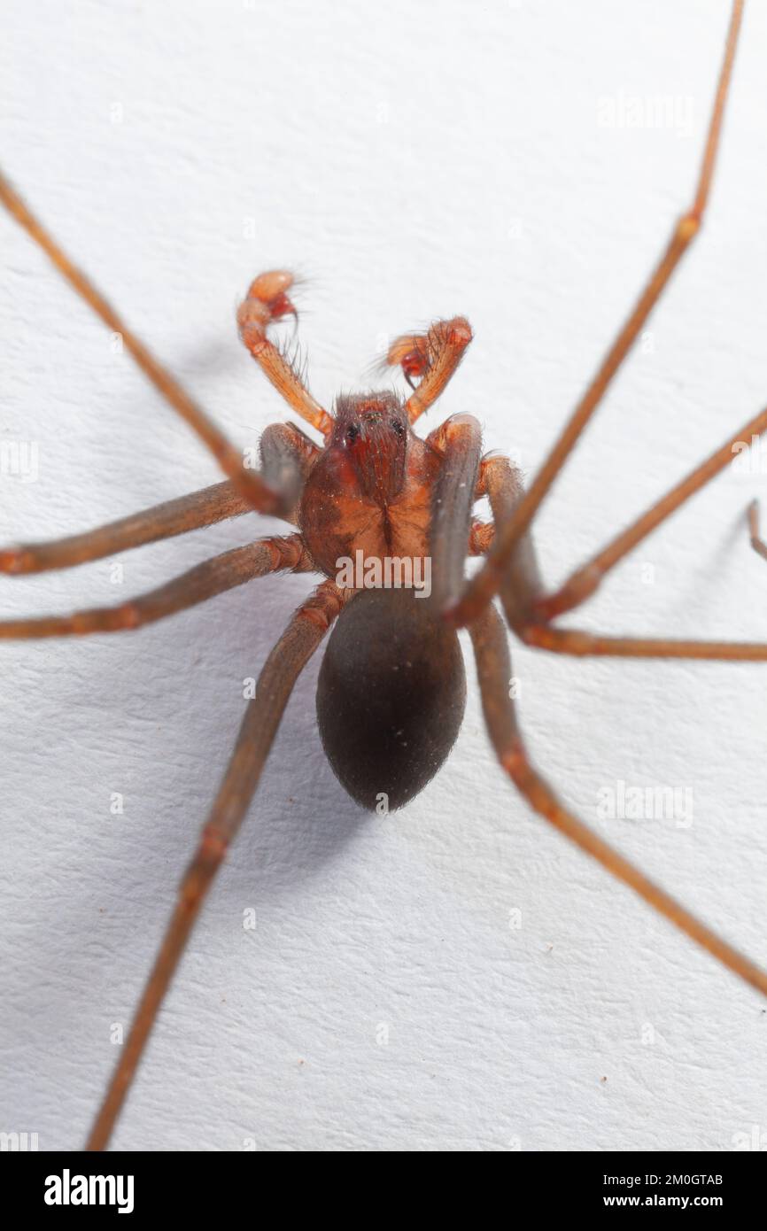 Araignée brune de reclassification mâle - Arachnide toxique Banque D'Images