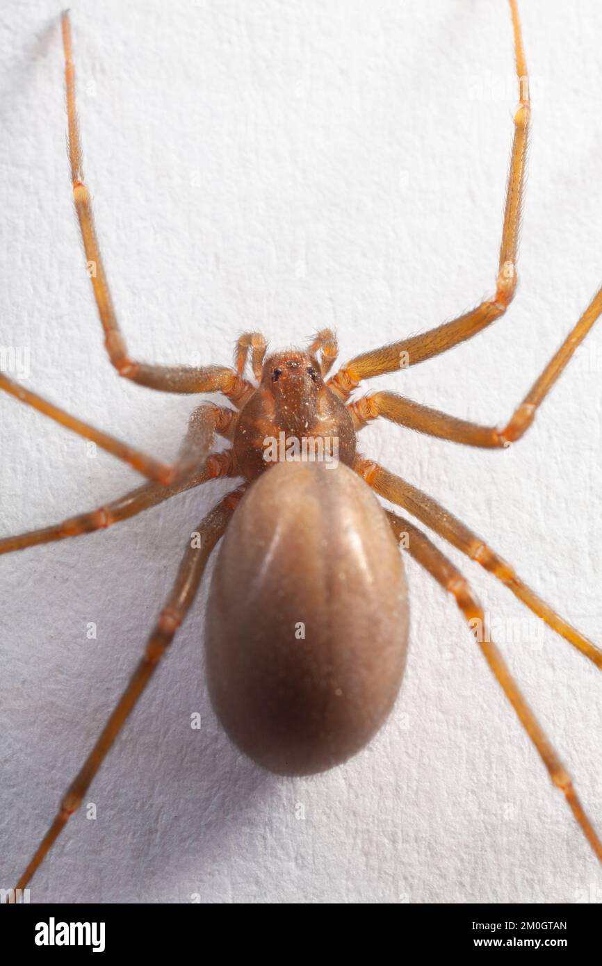 Araignée brune reclassification femelle - Arachnide toxique Banque D'Images