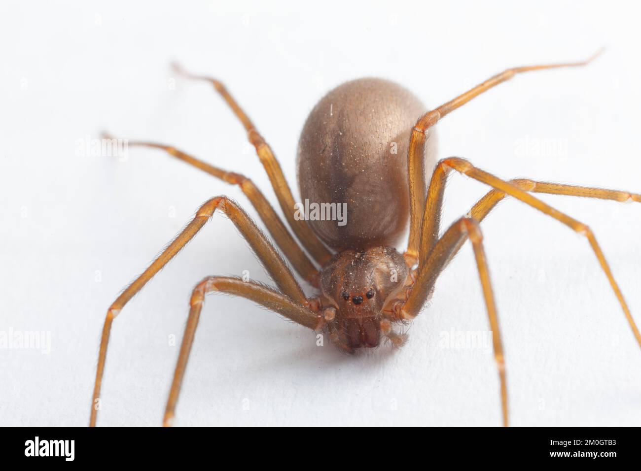 Araignée brune reclassification femelle - Arachnide toxique Banque D'Images