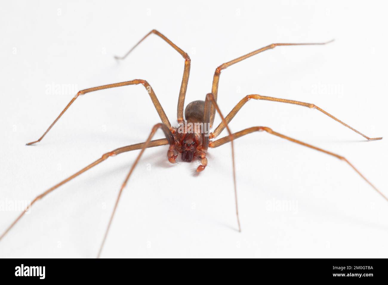 Araignée brune de reclassification mâle - Arachnide toxique Banque D'Images