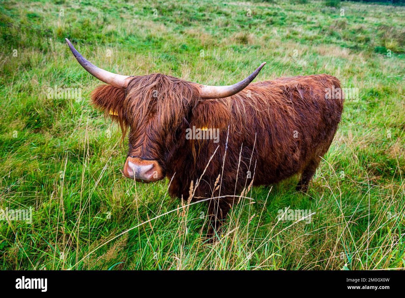 Les anciens bovins se reproduisent dans le site du patrimoine mondial de l'UNESCO Hedeby, Haithabu, Allemagne, Europe Banque D'Images
