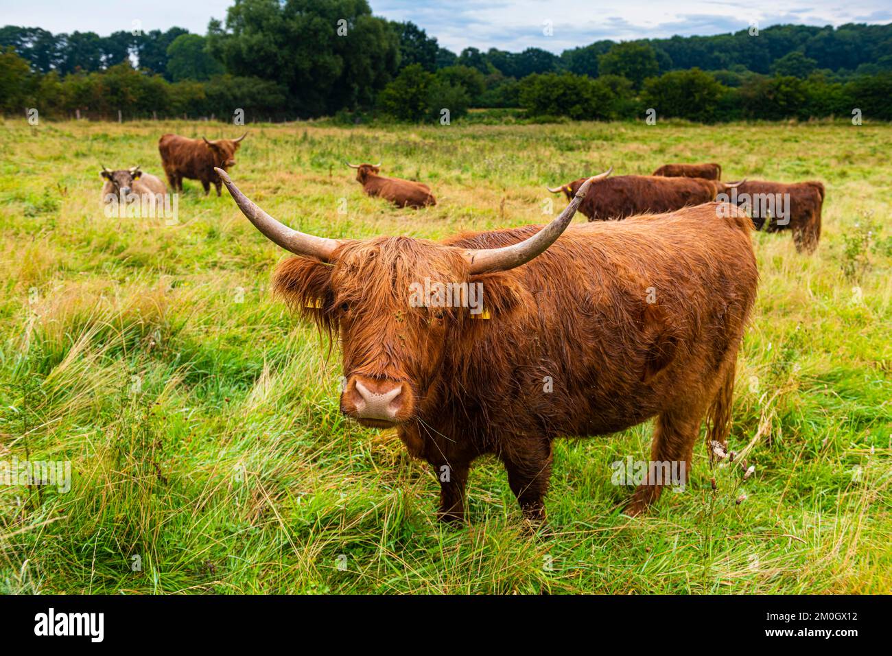 Les anciens bovins se reproduisent dans le site du patrimoine mondial de l'UNESCO Hedeby, Haithabu, Allemagne, Europe Banque D'Images