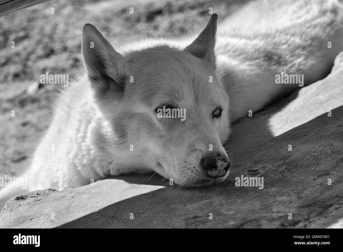 Chien, aveugle dans un œil, triste, gros plan, photo noir et blanc, Maroc, Afrique Banque D'Images