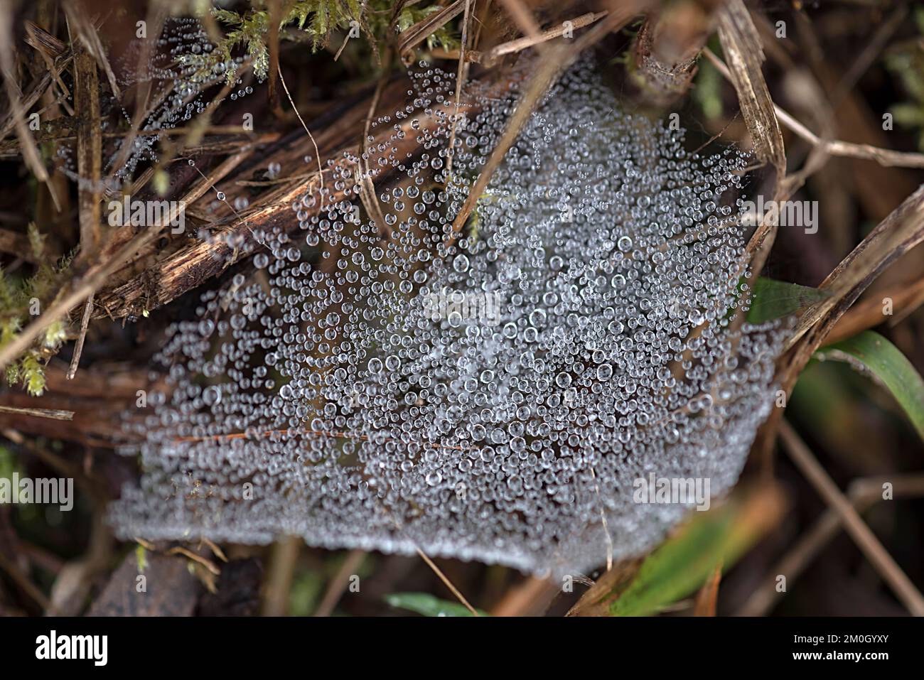 Gouttes d'eau sur le web d'une araignée, Bavière, Allemagne, Europe Banque D'Images