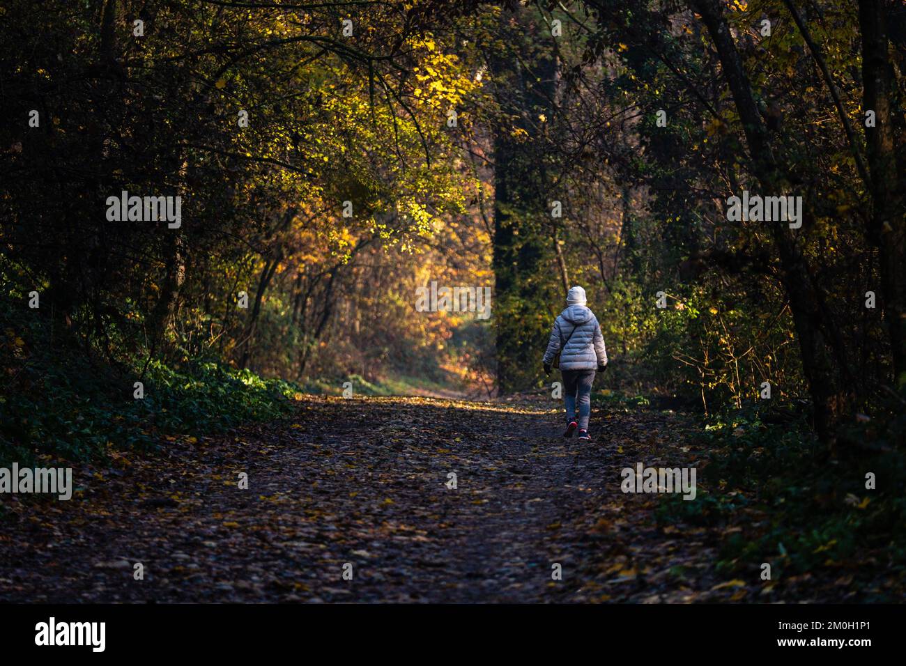 France, Sainte-Foy-les-Lyon, 2022-12-05. Un marcheur sur un chemin dans une forêt en automne. Photographie de Franck CHAPOLARD. Banque D'Images