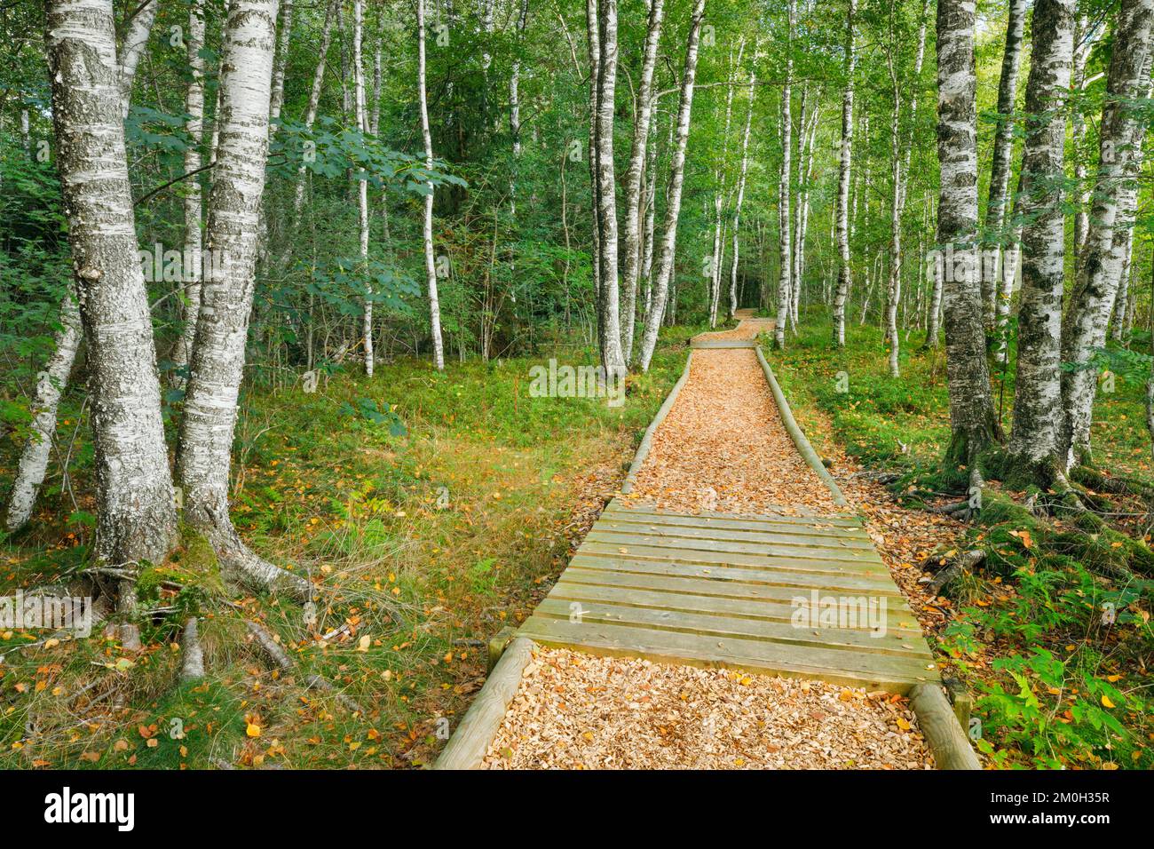 Sentier forestier dans la forêt de bouleau près des ponts-de-Martel dans le canton de Neuchâtel, Suisse, Europe Banque D'Images