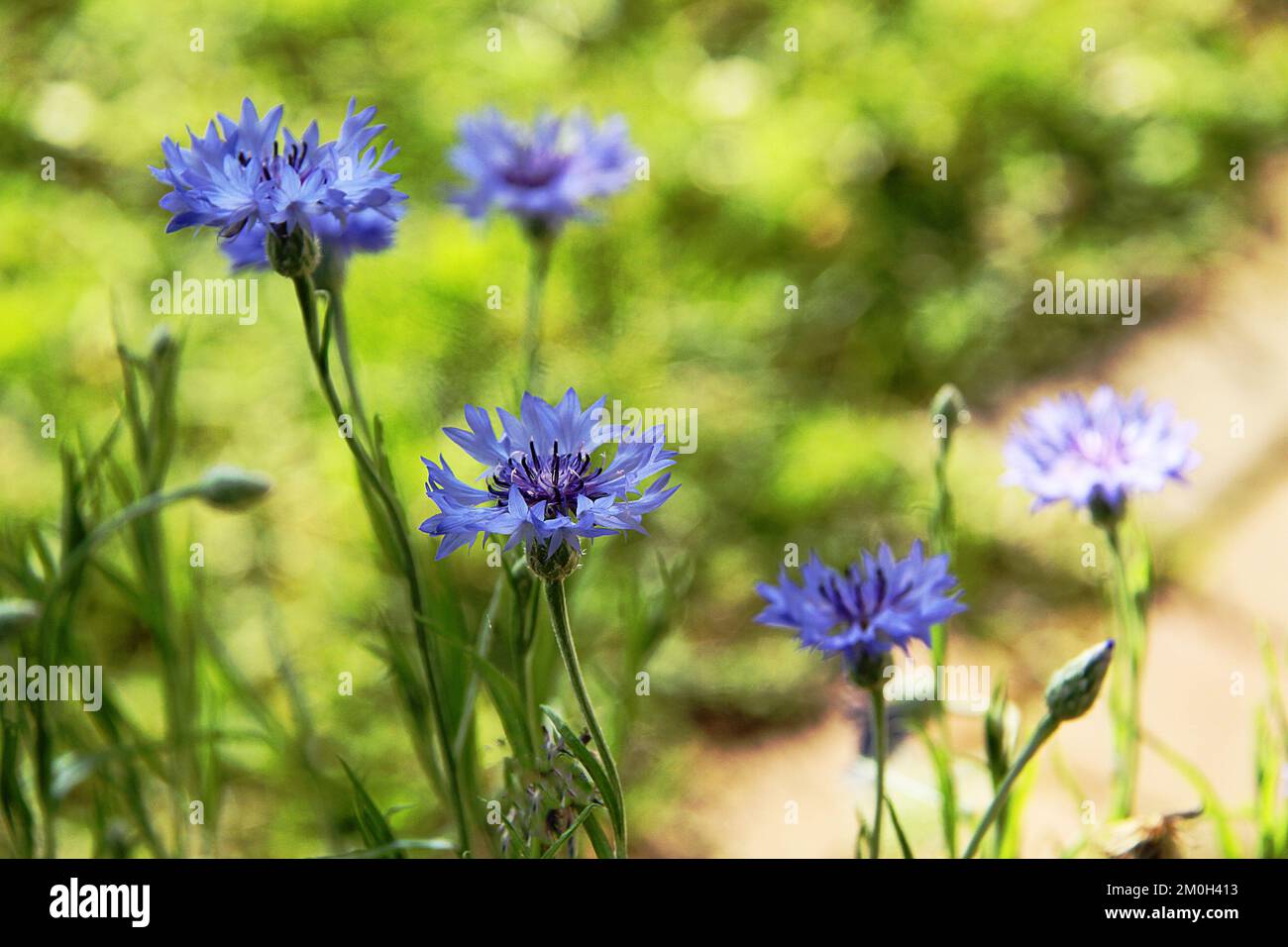 Bleuets Banque D'Images