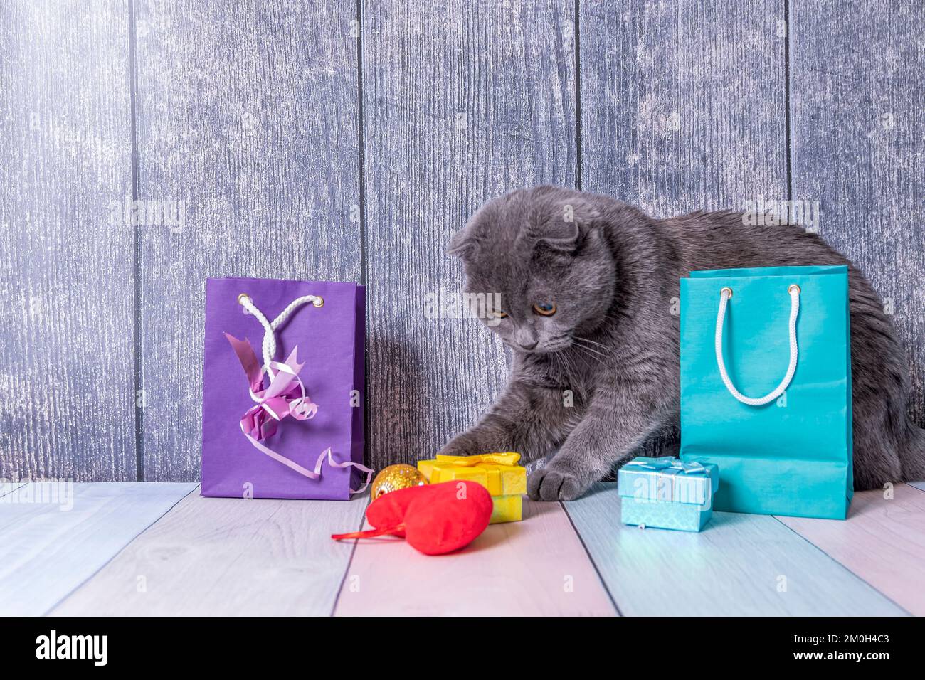 Le jeune animal britannique Fold chaton est assis sur une table en bois entre les paquets et les boîtes avec des cadeaux et essaie de jouer avec eux. Banque D'Images