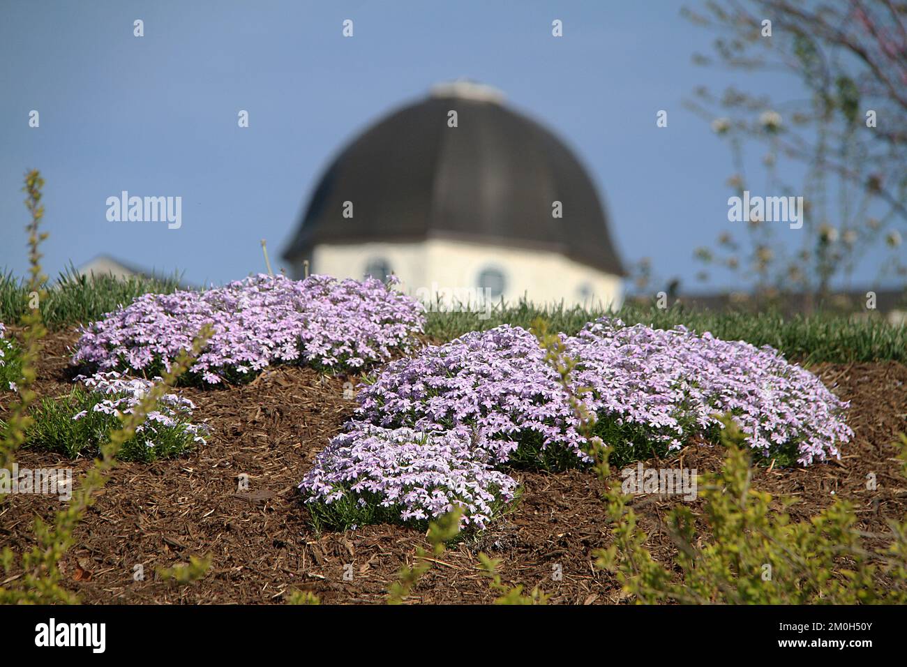 Timbres de Phlox stolonifera (Phlox rampant) Banque D'Images