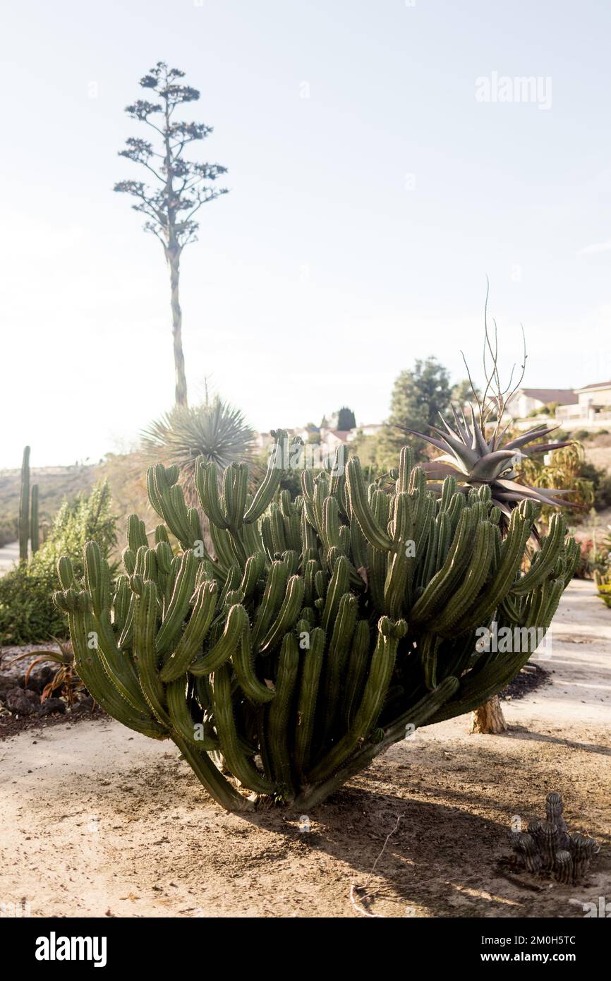 Cactus dans le jardin du désert au coucher du soleil à San Diego Banque D'Images