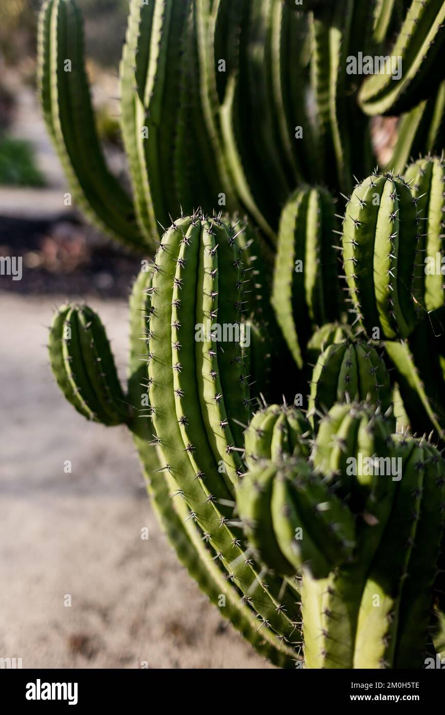 Gros plan de Cactus dans Desert Garden à San Diego Banque D'Images