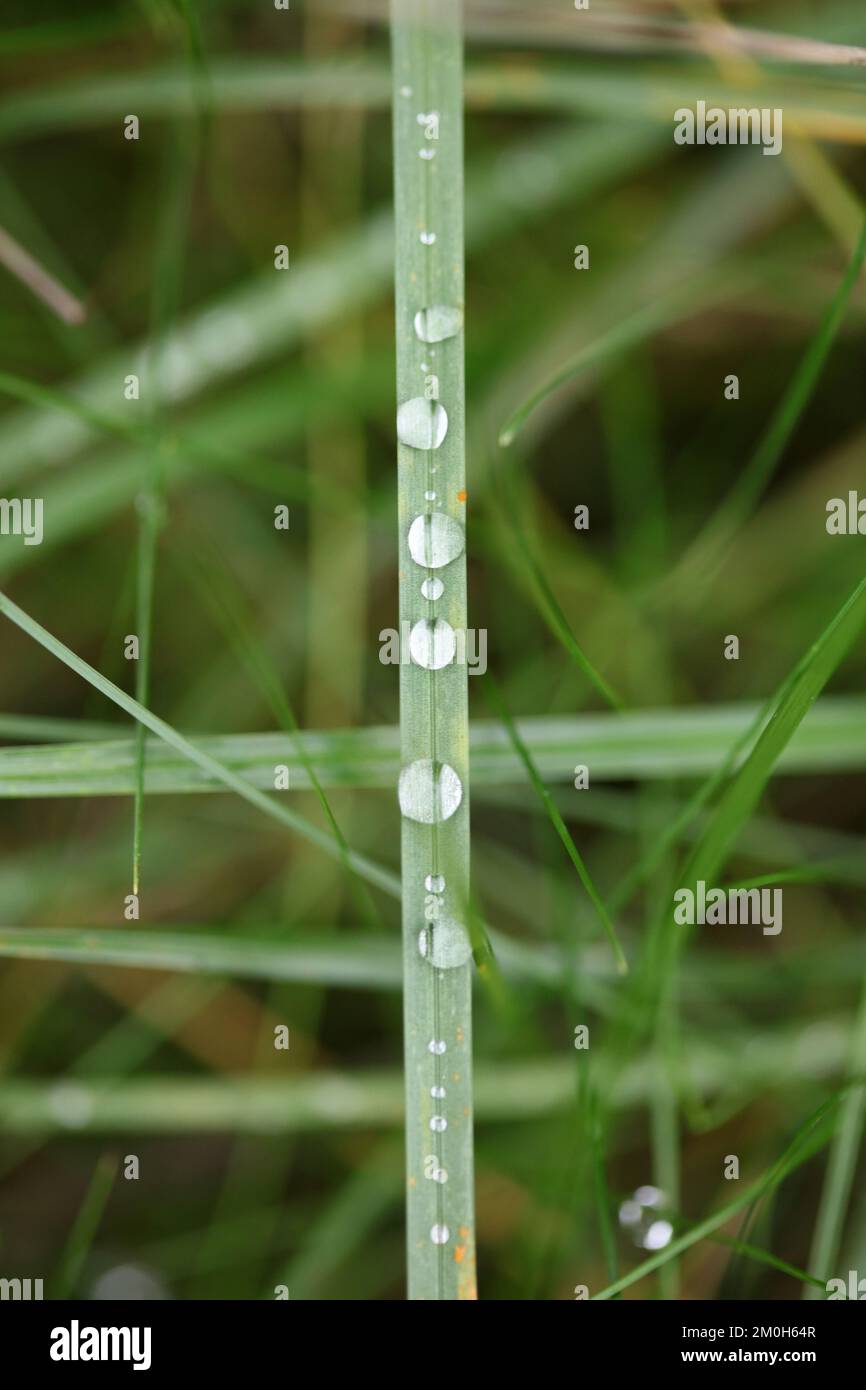 Les gouttes de pluie hivernales dans l'herbe feuilles arrière-plan gros plan exploration de la nature grande taille haute qualité des tirages Banque D'Images