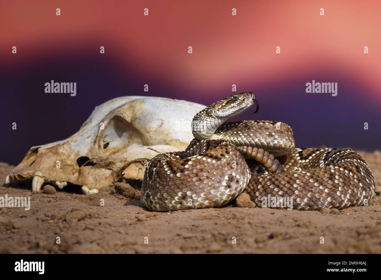 Gros plan d'un serpent avec un crâne dans la nature Banque D'Images