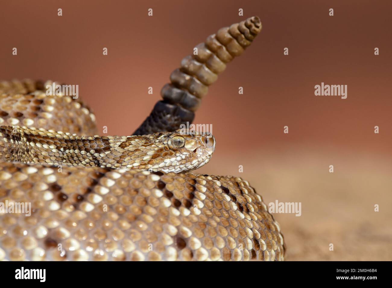 Gros plan d'un serpent dans la nature Banque D'Images