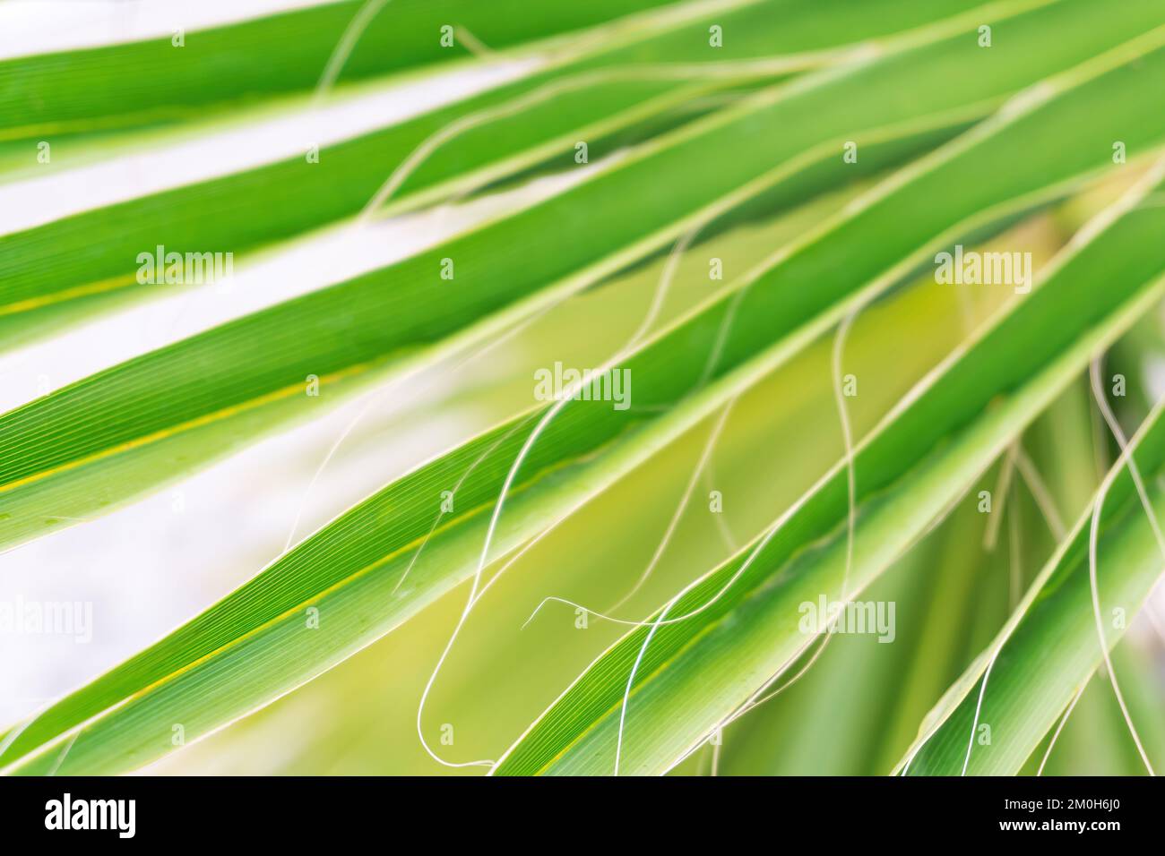 Fond de palmier vert naturel en gros plan Banque D'Images