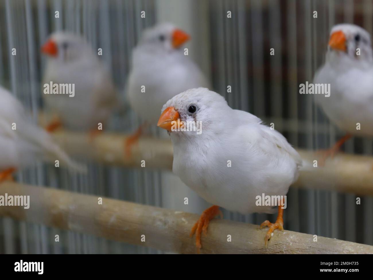 Magnifique fini zébré blanc Banque D'Images