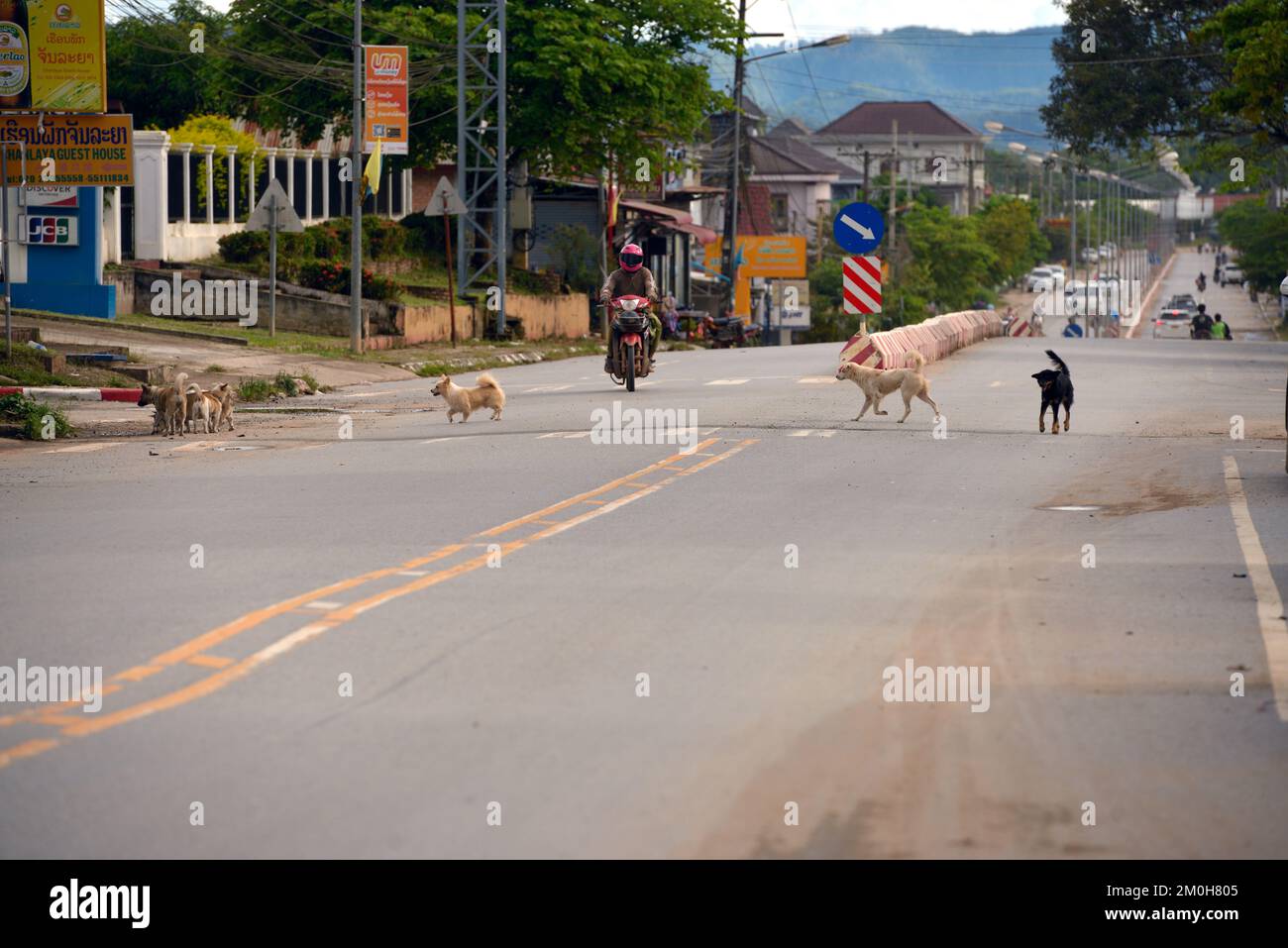 Un dimanche après-midi voit plus de chiens que de personnes sur la route à Luang Namtha, Laos, Asie du Sud-est. Banque D'Images