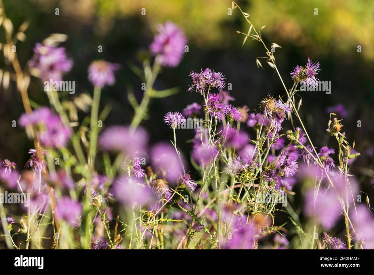 France, Var, signes, fleurs sauvages dans un champ Banque D'Images