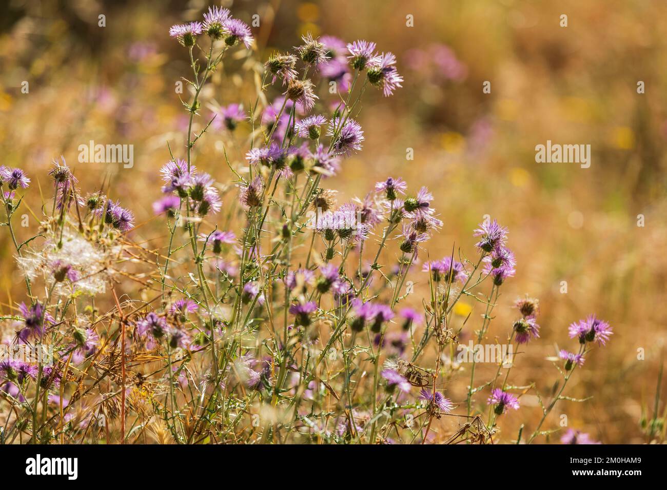 France, Var, signes, fleurs sauvages dans un champ Banque D'Images
