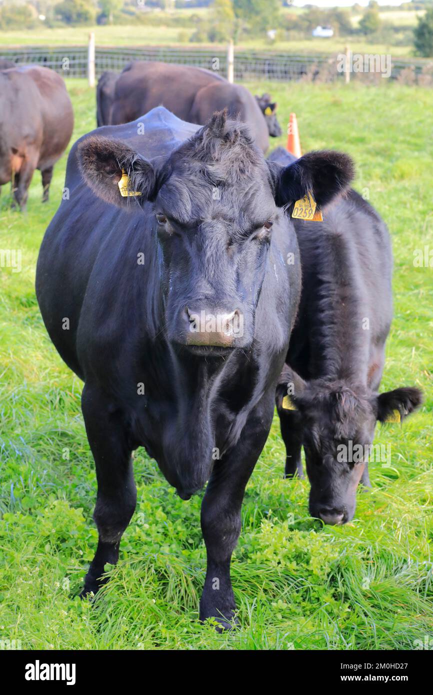 Irlande, province de Leinster, Comté de Westmeath, Glasson, Lough Ree, La ferme de la famille Murphy, les vaches de bovins britanniques Angus (ou Aberdeen Angus) se reproduisent Banque D'Images