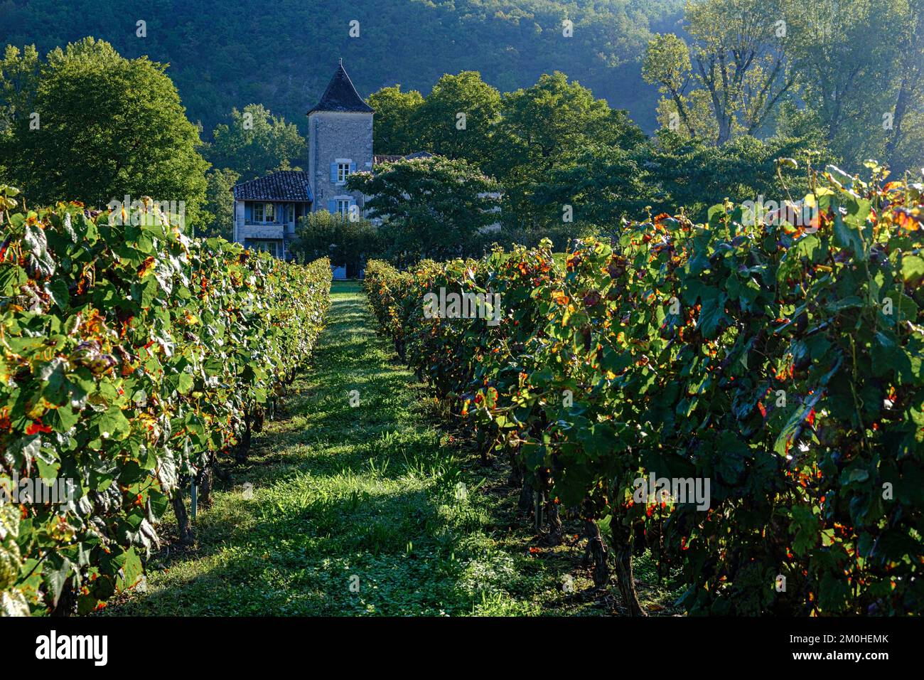 France, Lot, Quercy, vignoble de Cahors Banque D'Images