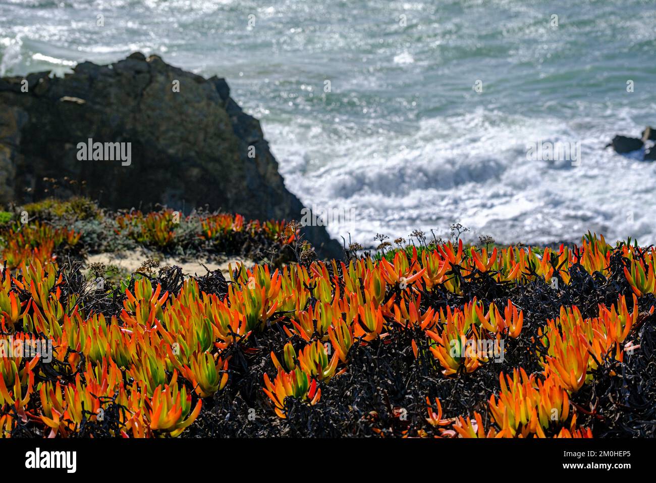 Portugal, Alentejo, parc naturel du sud-ouest de l'Alentejano et de la Costa Vicentina, paysage, falaise, Carpobrotus edulis est une plante de terre-rampant avec des feuilles succulentes dans le genre Carpobrotus, originaire de l'Afrique du Sud. Il est également connu sous le nom de hottentot-fig, figue aigre, usine de glace ou usine de glace de la route. Banque D'Images