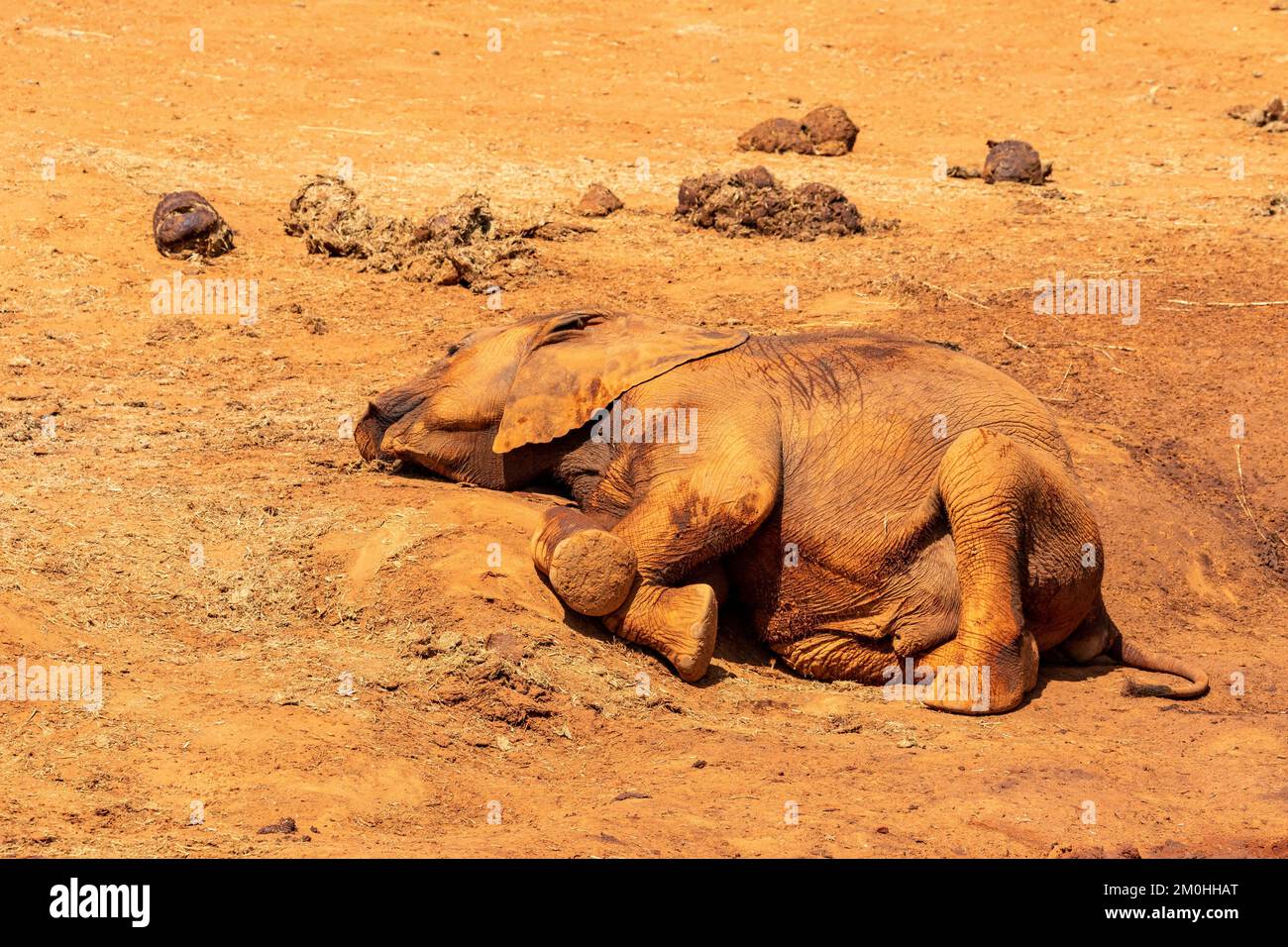 Kenya, Parc national de Tsavo est, éléphant (Loxodonta africana), jeune se frottant sur la rive d'un trou d'eau Banque D'Images