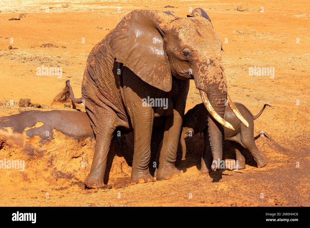 Kenya, parc national de Tsavo East, éléphant (Loxodonta africana), femelle et bébé frottant sur la rive d'un trou d'eau Banque D'Images