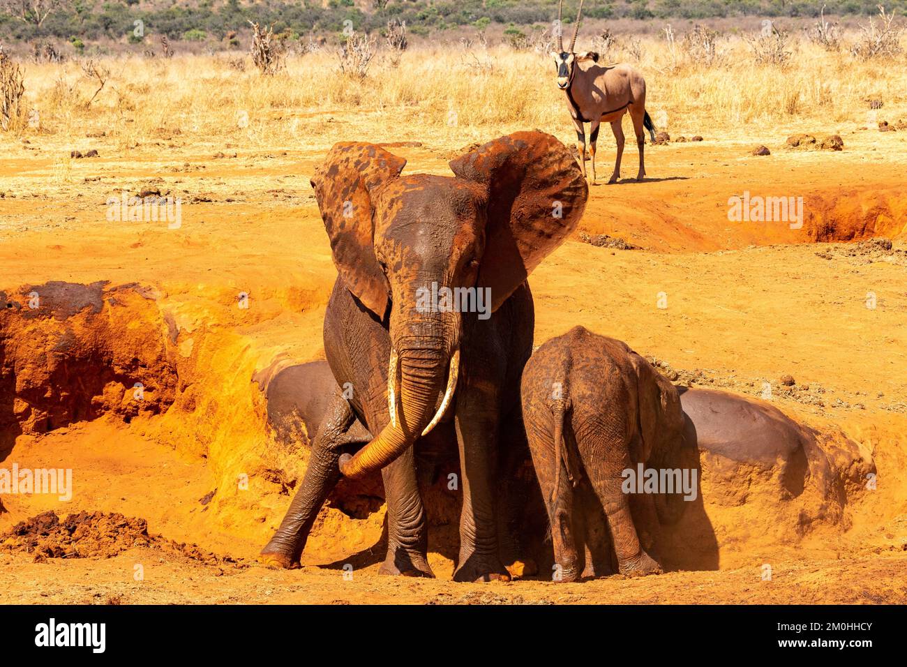 Kenya, parc national de Tsavo East, éléphant (Loxodonta africana), femelle et bébé frottant sur la rive d'un trou d'eau Banque D'Images