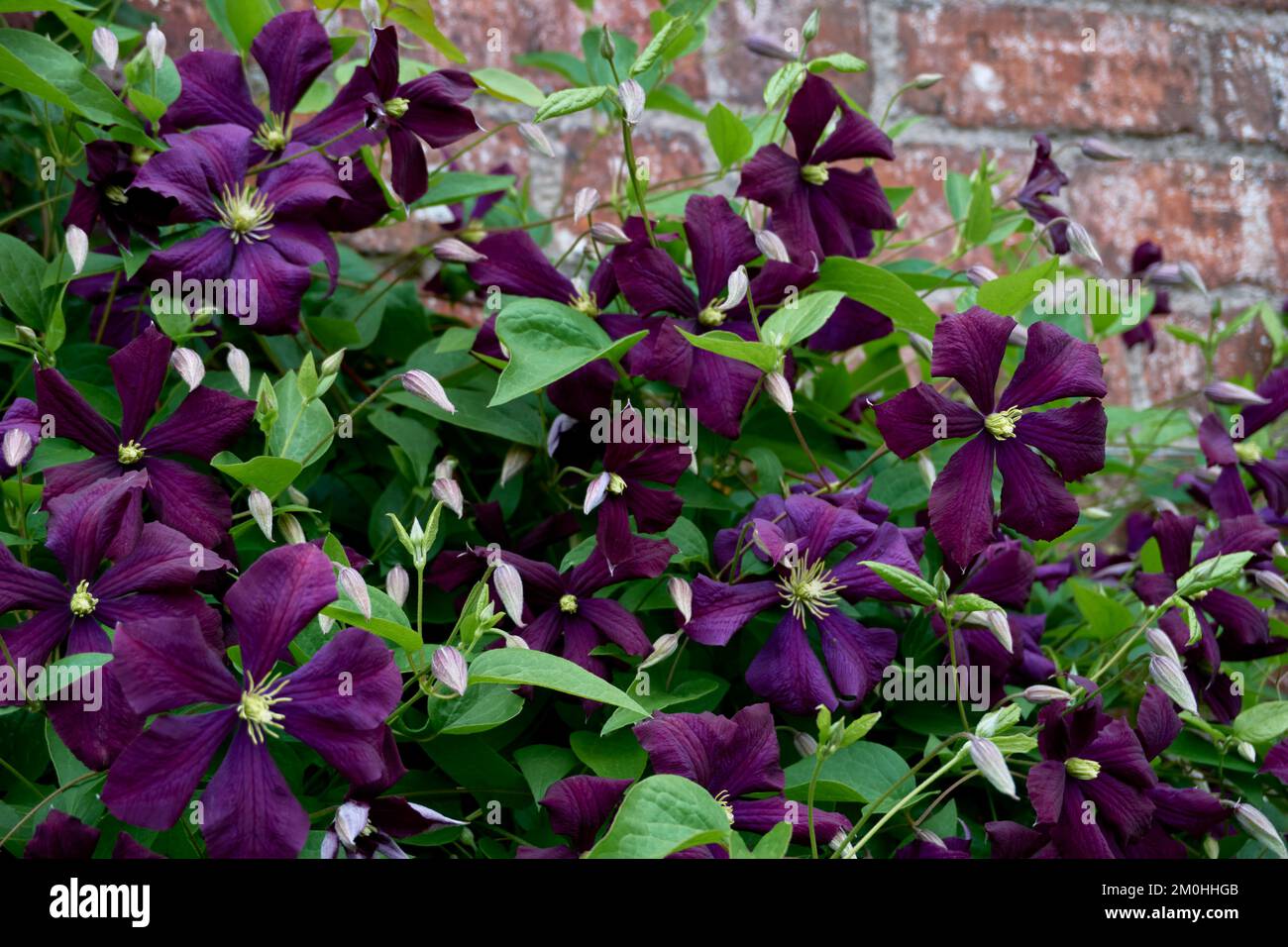 Fleurs violettes de Clematis viticella Etoile Violette. Banque D'Images