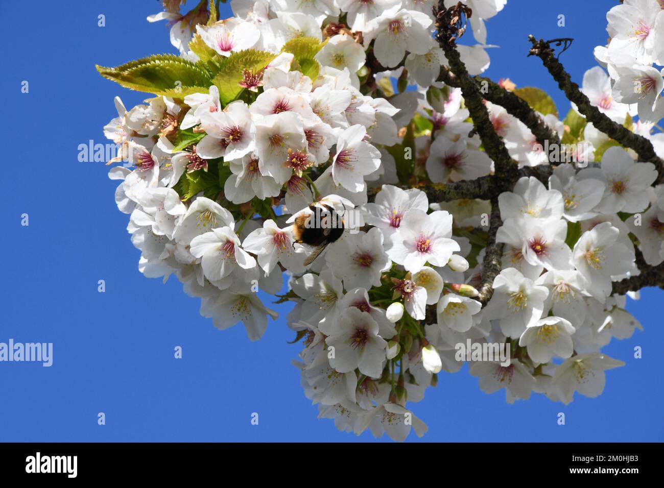 Bumblebee se nourrissant de la fleur blanche d'un cerisier à floraison précoce contre un ciel bleu vif en avril. Somerset. Angleterre, Royaume-Uni Banque D'Images