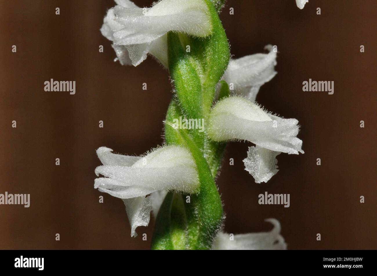 Fleurs d'été de l'orchidée parfumée des femmes, Spiranthes cernua var.. Odorata, logement au sol dans le sud-est des États-Unis, mais croissant en pot à l'intérieur.from Banque D'Images
