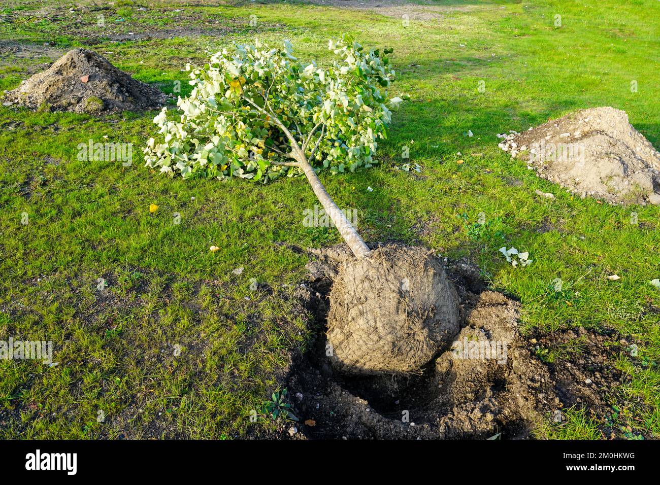 Nouvelle grande plante d'arbre près d'un trou creusé avant la plantation, plantation d'arbres urbains et aménagement paysager, concept écologique Banque D'Images