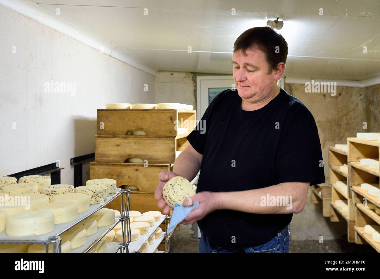 France, Haut Rhin, Wasserbourg, ferme-auberge (Farm-inn) Buchwald, marcaire Michel Wehrey dans la production de fromage munster AOP (lait de vache), le jeune munster est retourné et mouillé avec le linge régulièrement la première semaine et il est placé à côté des fromages les plus mûrs pour bénéficier des ferments du rouge dans l'atmosphère de la cave, la flore naturelle essentielle au raffinage Banque D'Images