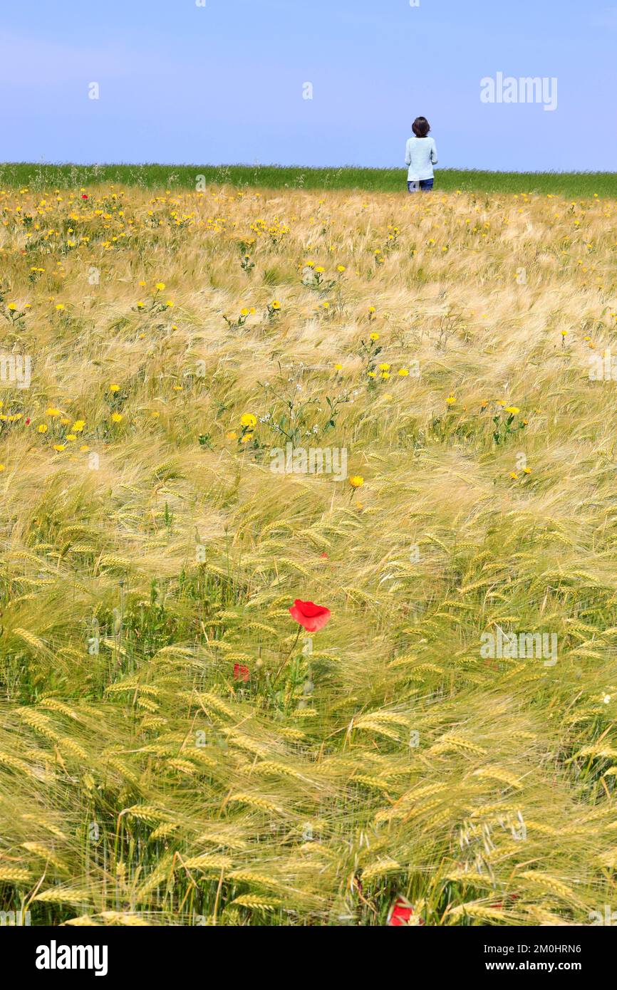 France, pas de Calais, Côte d'Opale, Grand site de Two Caps, Parc naturel régional Caps et Marais d'Opale, Audinghen, Cap gris nez, marcheur dans un champ de blé avec des pâquerettes et des coquelicots Banque D'Images