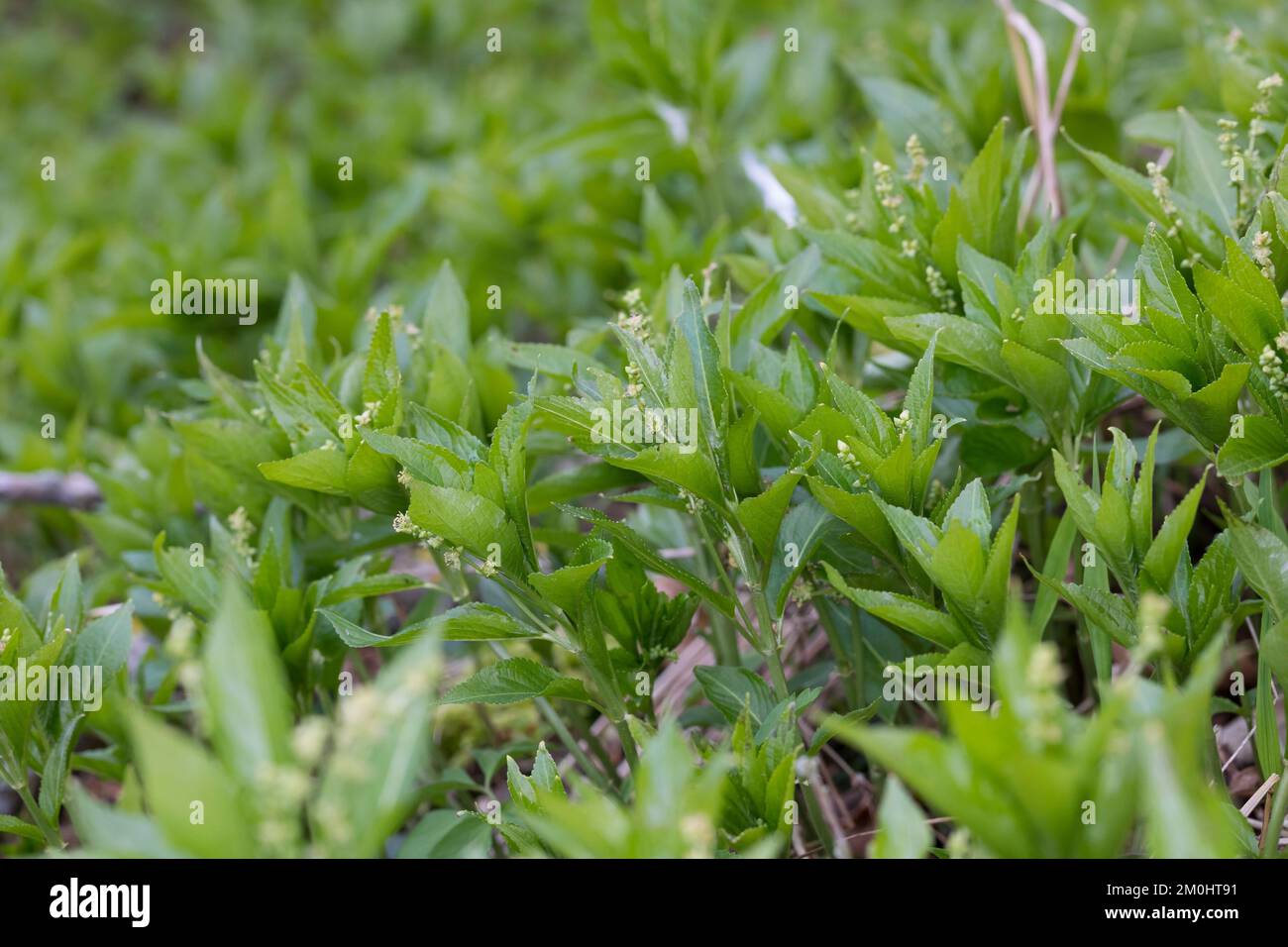 Ausdauerndes Bingelkraut, Wald-Bingelkraut, Bingelkraut, Mercurialis perennis, Mercure de chien, Merricuriale pétanque Banque D'Images