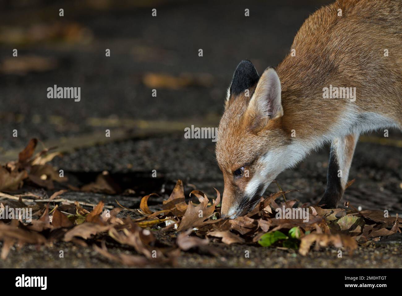 Renard urbain à Bristol Banque D'Images