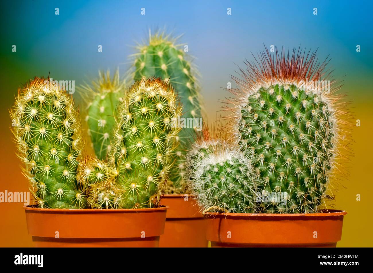 petits cactus décoratifs avec de longues épines colorées sur un arrière-plan dynamique coloré flou, plantes en gros plan, décor de fond d'écran, espace pour Banque D'Images