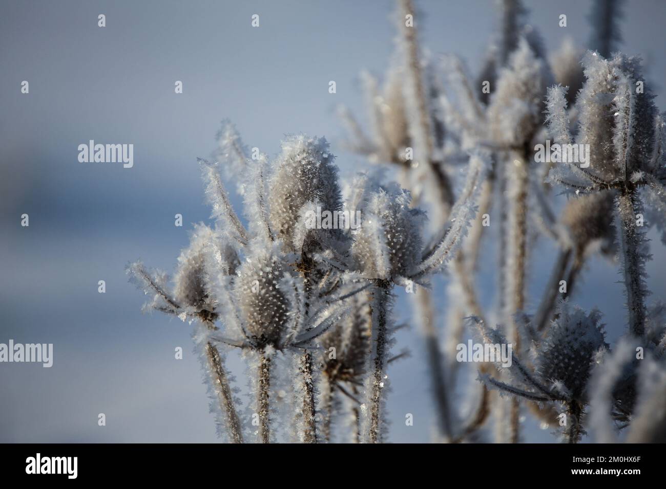 Icy Dipsacus fullonum, wilde Karde Banque D'Images