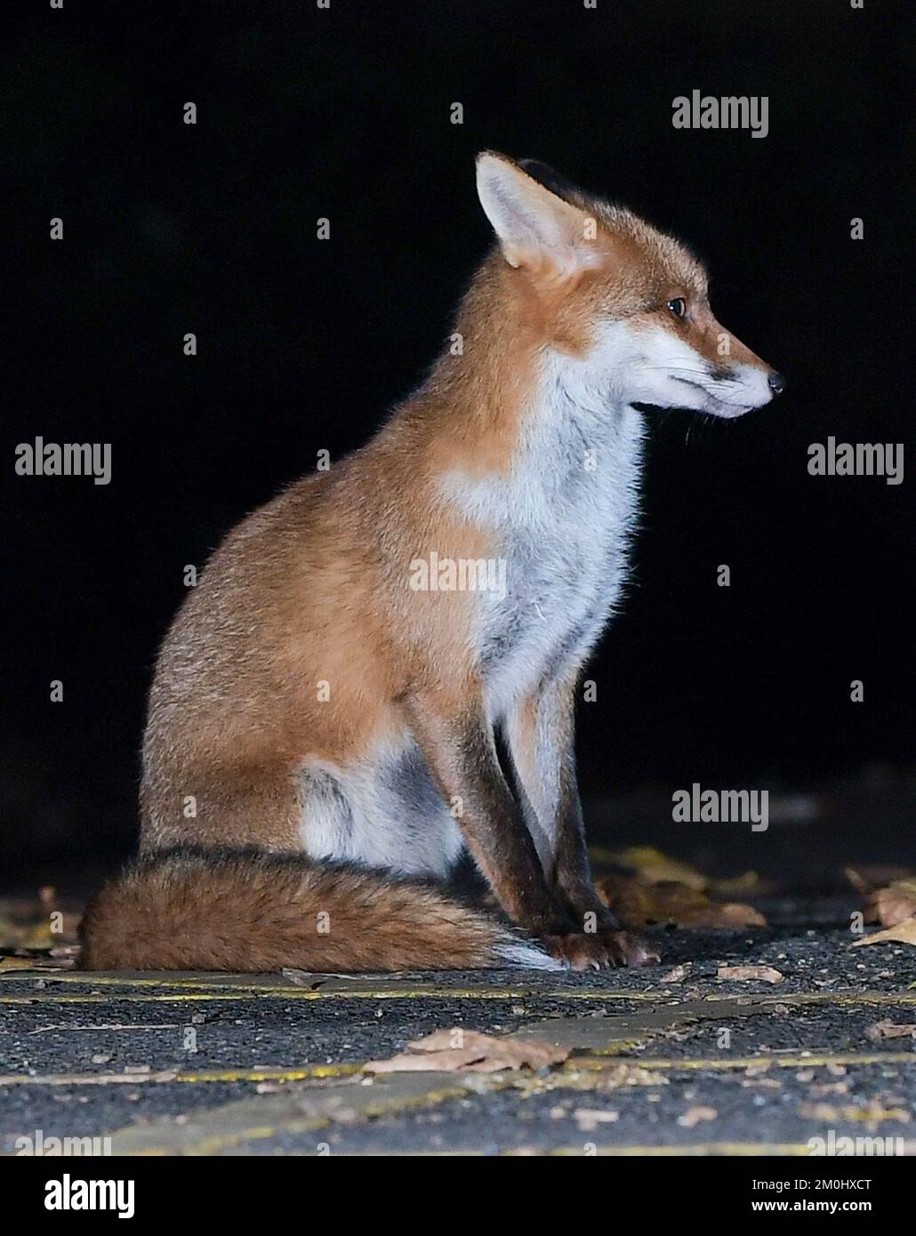 Renard urbain à Bristol Banque D'Images