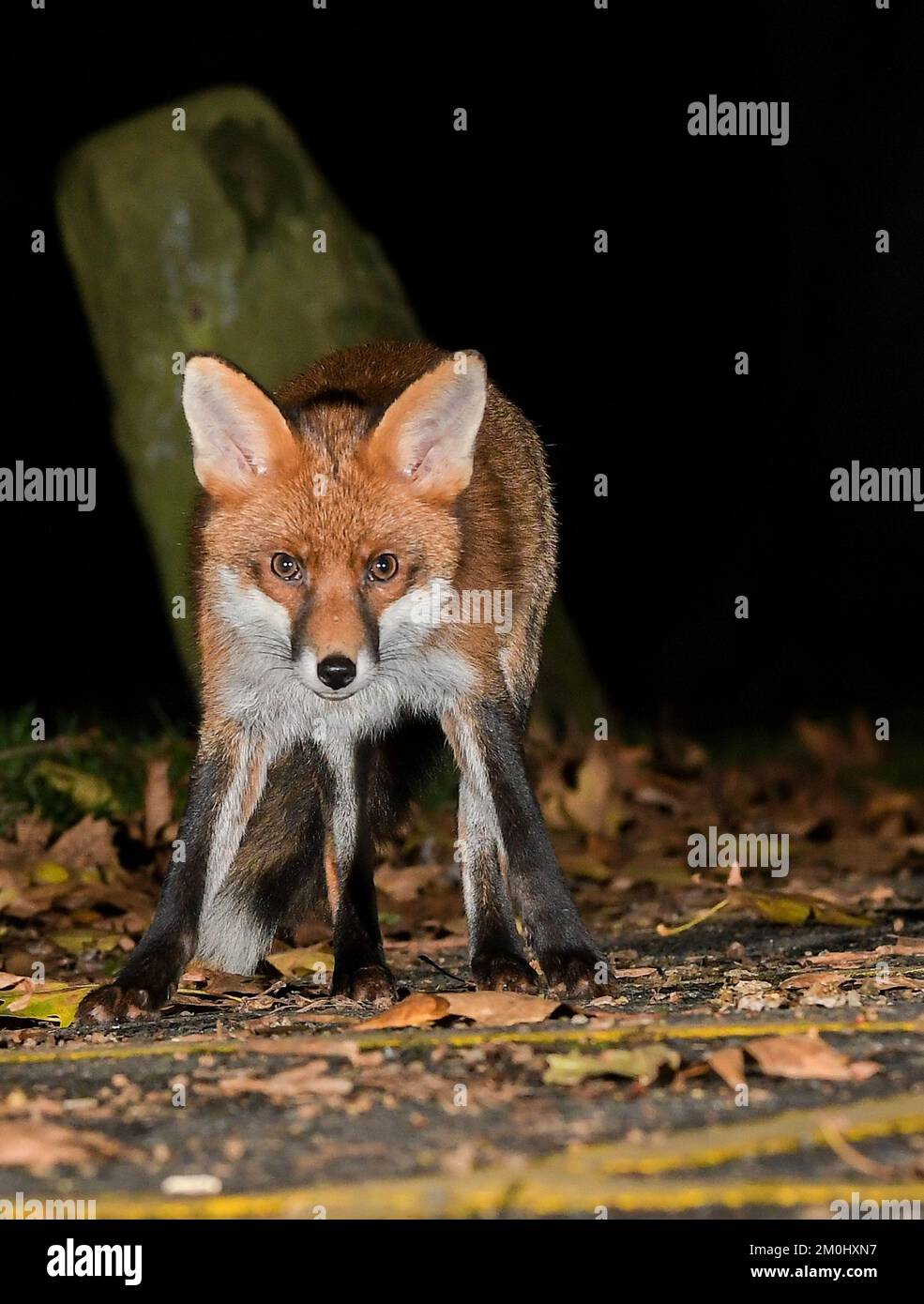Renard urbain à Bristol Banque D'Images