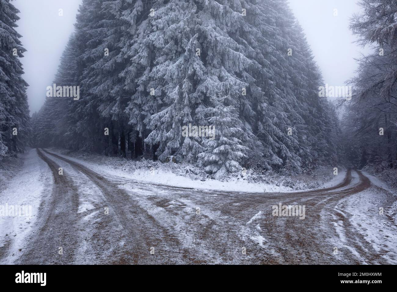 route gelée au sol dans la forêt d'hiver dans la neige Banque D'Images
