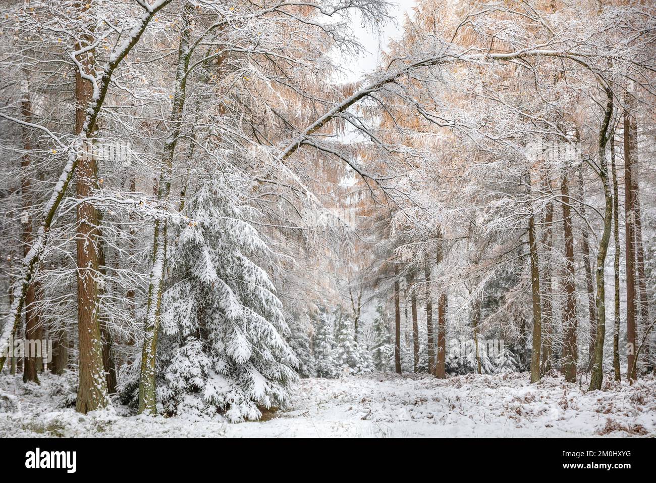 mélèze, forêt d'épicéa dans la neige pendant l'hiver Banque D'Images