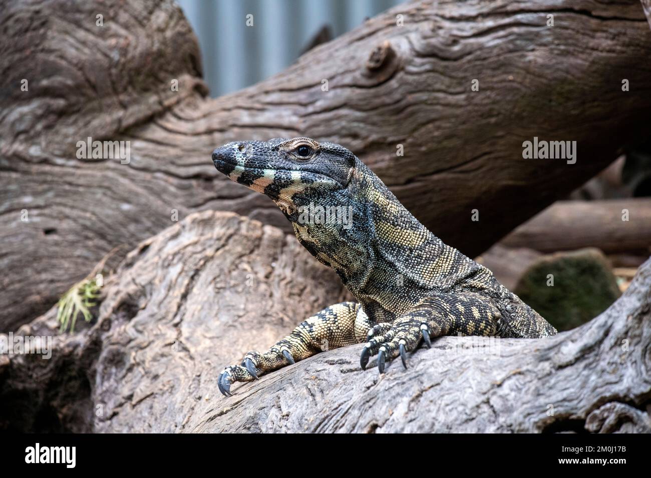 Moniteurs de Goanna ou de dentelle (Varanus varius) au parc animalier Featherdale Wildlife Park de Sydney ; Nouvelle-Galles du Sud ; Australie (photo de Tara Chand Malhotra) Banque D'Images