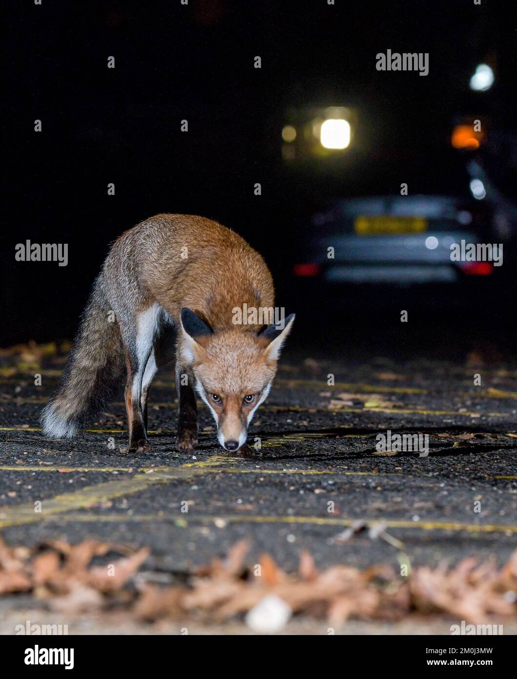 Renard urbain à Bristol Banque D'Images