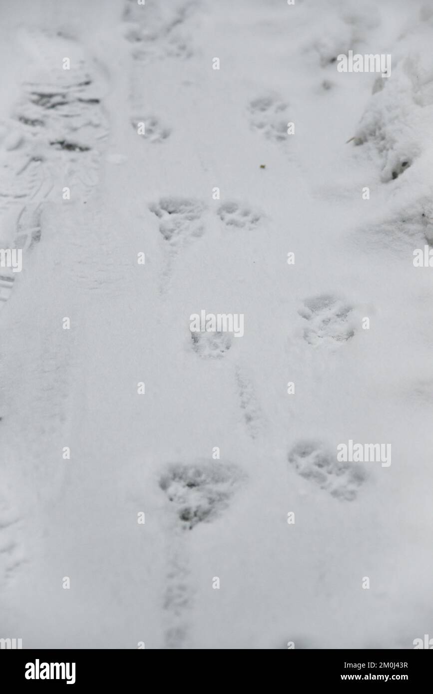 Un arrière-plan blanc abstrait intéressant avec des empreintes de pattes de chat ou de chien sur la neige. Prenez soin des animaux en hiver, par temps froid. Banque D'Images